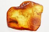 Detailed Fossil Caddisfly (Trichoptera) In Baltic Amber #357862-1
